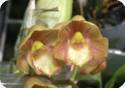 Clowesetum Jumbo Northen